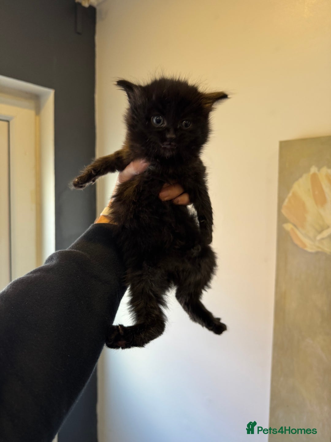 Mixed Breed cats for sale: kittens - Image 4