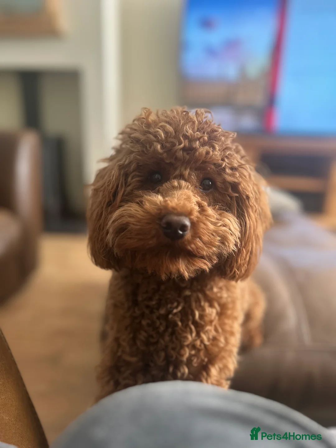 Toy Poodle dogs for stud: Kc Health tested fox red Toy poodle for stud - Advert 3