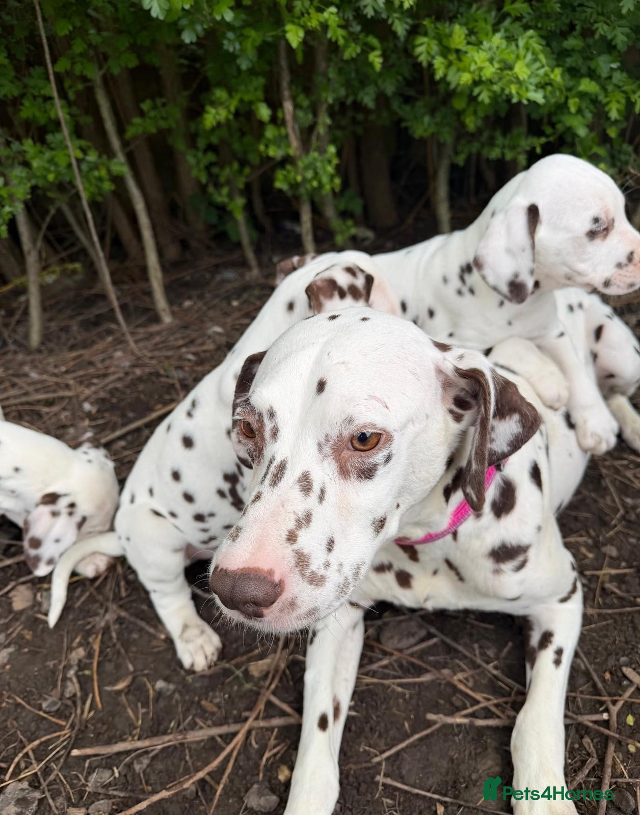 Dalmatian dogs Liver spot Dalmatian puppy’s  - Advert 5