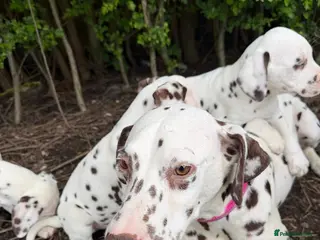 Dalmatian dogs Liver spot Dalmatian puppy’s - Advert 5