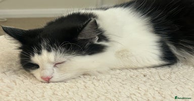 Mixed Breed cats - Advert 15