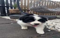 Border Collie dogs for sale: Dylan /Dill - ONLY 4 LEFT International Champion blood line - Image 26