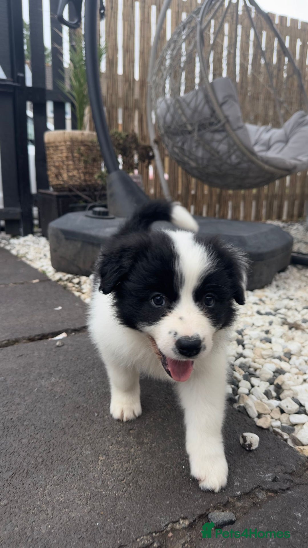 Border Collie dogs for sale: Dylan /Dill - ONLY 4 LEFT International Champion blood line - Image 26