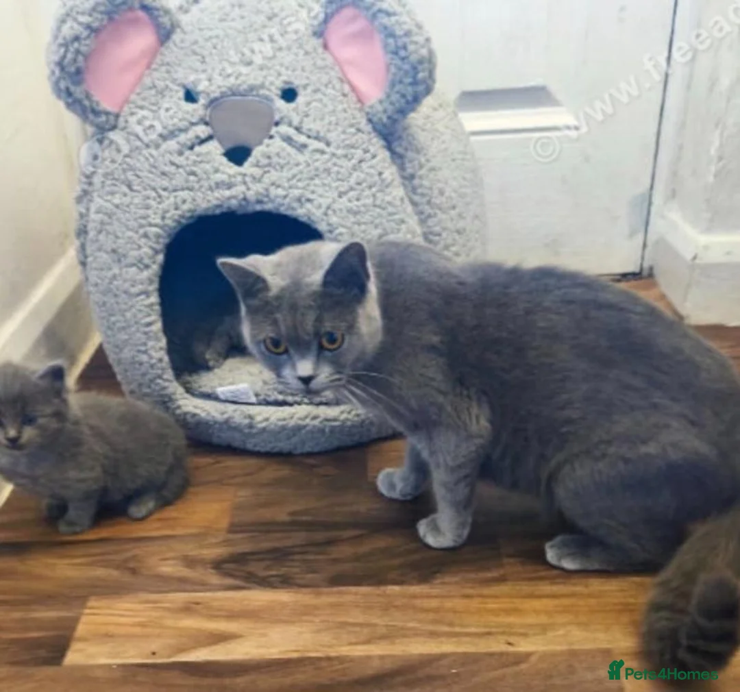 British Shorthair cats for sale: 💙 GCCF Registered Blue British Shorthair Boy 💙 in Burnley - Advert 11
