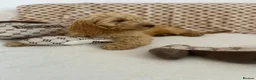 Cockapoo dogs for sale: Reduced ❗️❗️❗️Tiny toy cockapoo - Advert 16