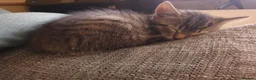 Mixed Breed cats for sale: 3 little boys  - Advert 13
