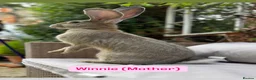 Continental Giant rabbits for sale: Continental Giant Baby Rabbit in Dereham - Advert 5