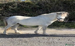 Welsh Section A horses for sale: Welsh section A pony  - Image 2