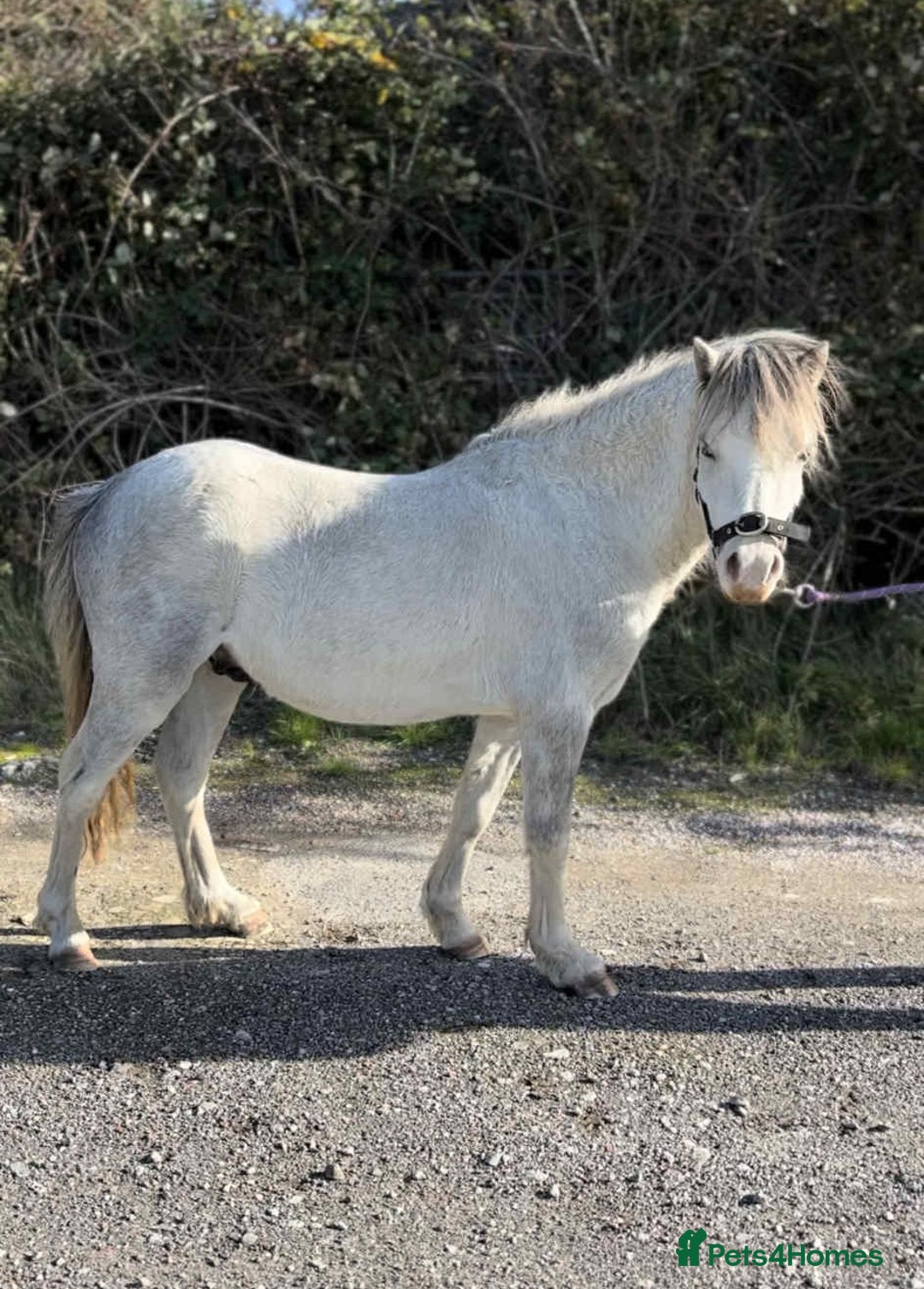Welsh Section A horses for sale: Welsh section A pony  - Image 2