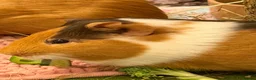 Guinea Pig rodents for sale: Two Lovely Male Guinea Pigs Seeking a Loving Home  in Radstock - Advert 3