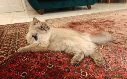 Siberian cats for sale: Siberian – Loyal, Powerful, and Full of Character - Image 1