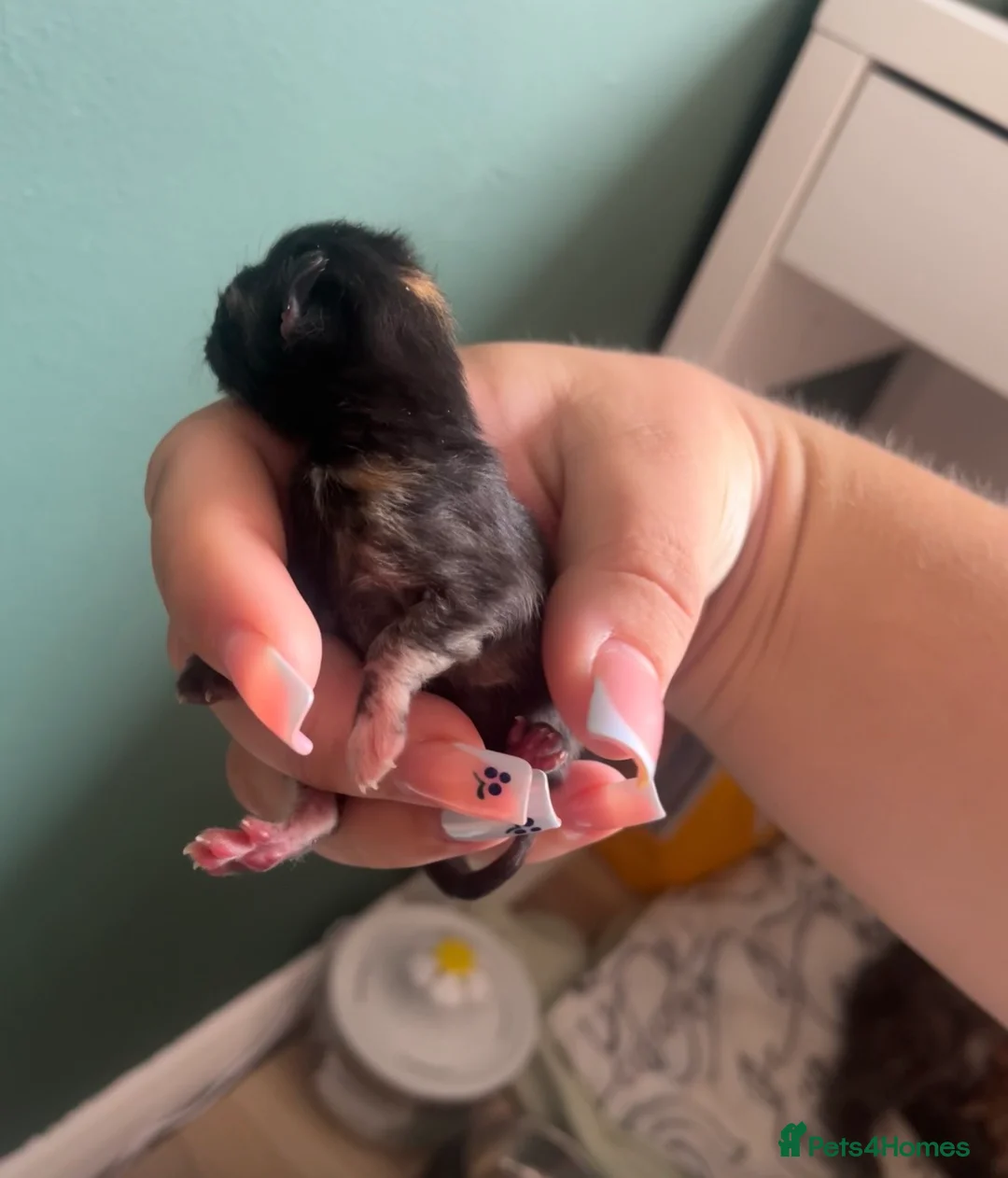 Mixed Breed cats for sale: Kittens for sale  in Peterborough - Advert 2