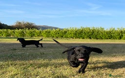 Cockerdor dogs for sale: Cockerdor puppies - Image 12
