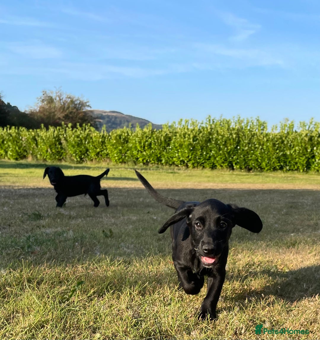Cockerdor dogs for sale: Cockerdor puppies - Image 12
