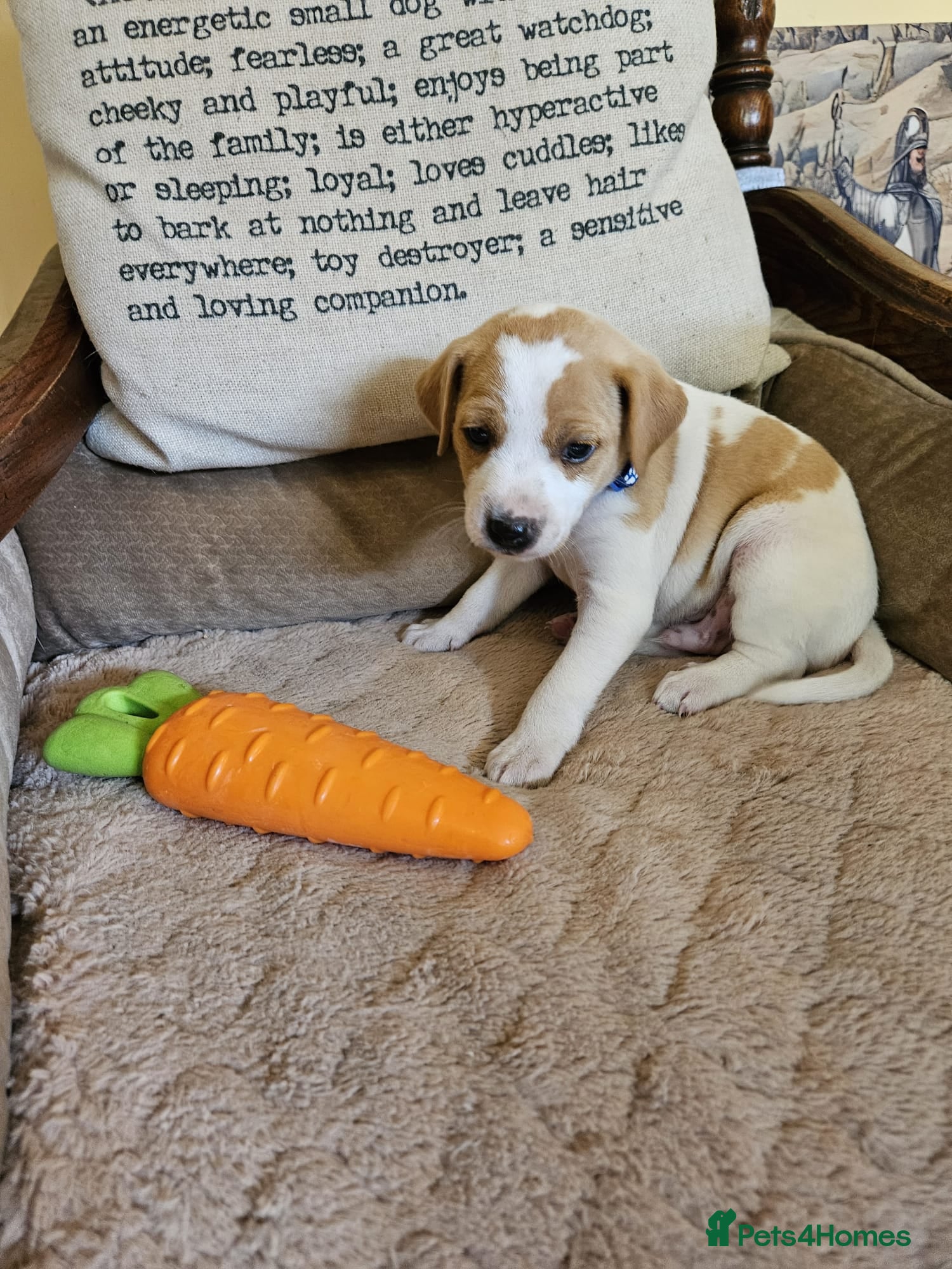 Jack Russell dogs TRADITIONAL JACK RUSSELL FROM WORKING ORGANIC FARM - Advert 2