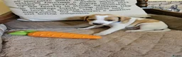 Jack Russell dogs for sale: TRADITIONAL JACK RUSSELL FROM WORKING ORGANIC FARM - Advert 2