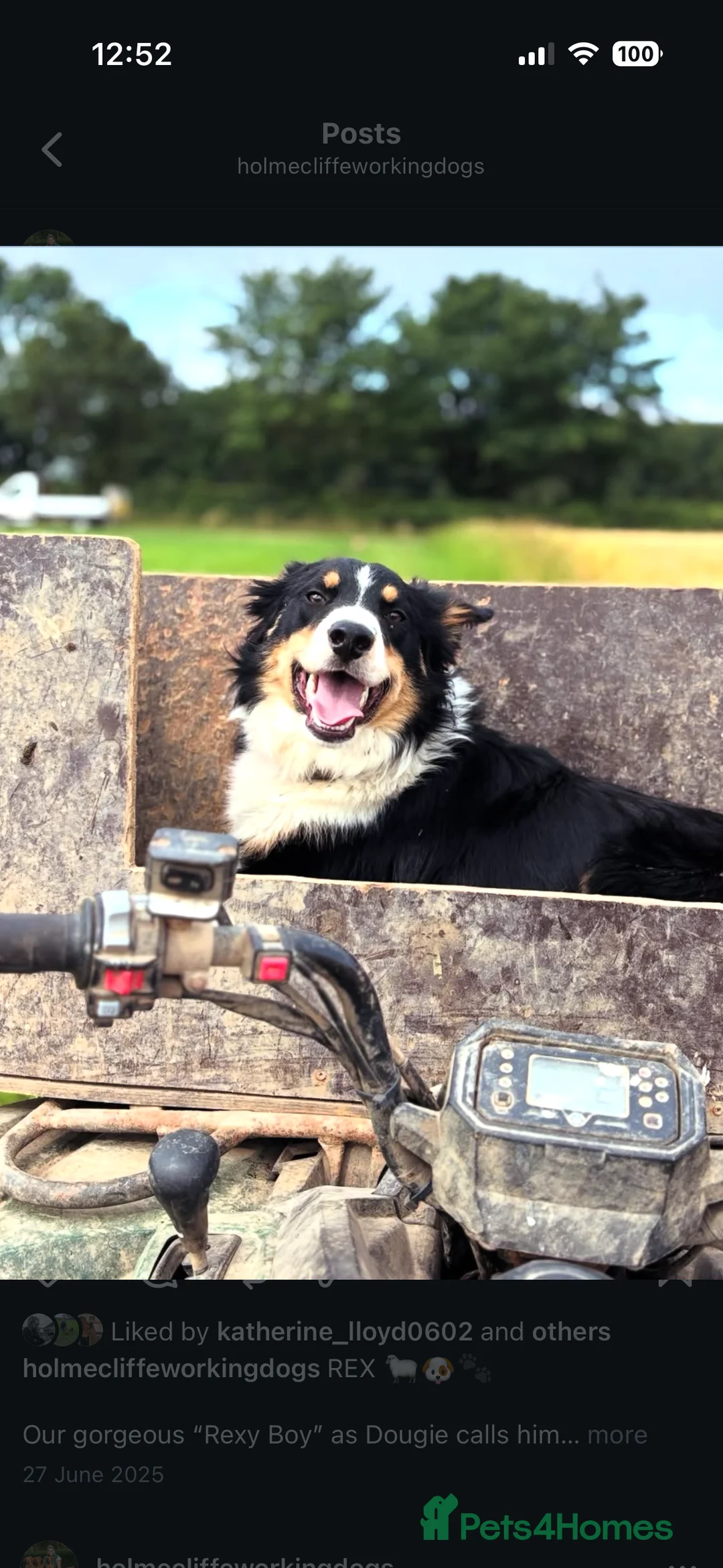 Mixed Breed dogs for sale: Beautiful, Bearded Collie x Border Collie pups.  - Advert 11