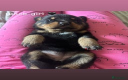 Rottweiler dogs for sale: Beautiful Rottweiler pups  - Image 4