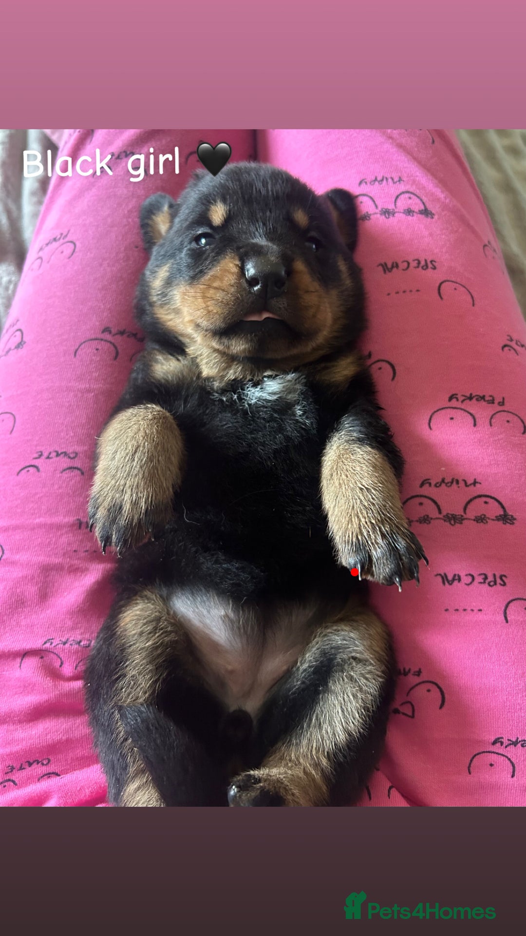 Rottweiler dogs for sale: Beautiful Rottweiler pups  - Image 4