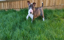 English Bull Terrier dogs for sale: KCRegistered English Bull Terrier Puppies–Top Line - Image 14