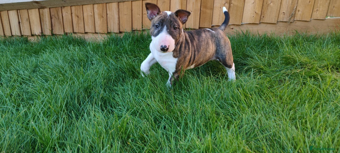 English Bull Terrier dogs for sale: KCRegistered English Bull Terrier Puppies–Top Line - Image 14