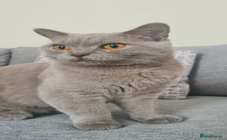 British Shorthair cats - Advert 2