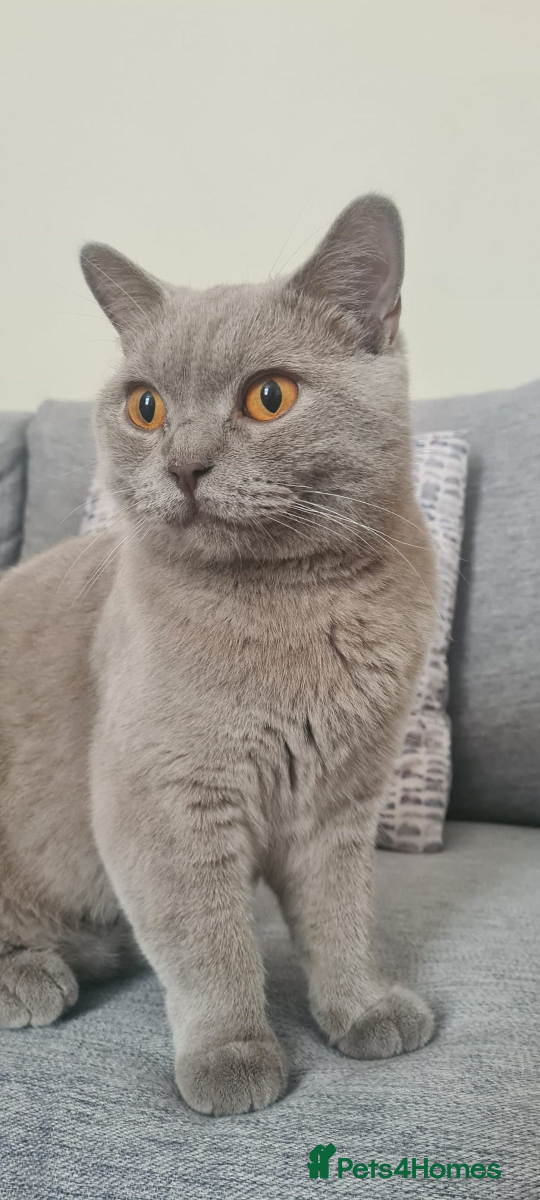 British Shorthair cats for sale: Pretty Lilac BSH Lana - Image 1