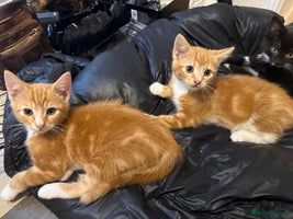 Mixed Breed cats - Advert 1