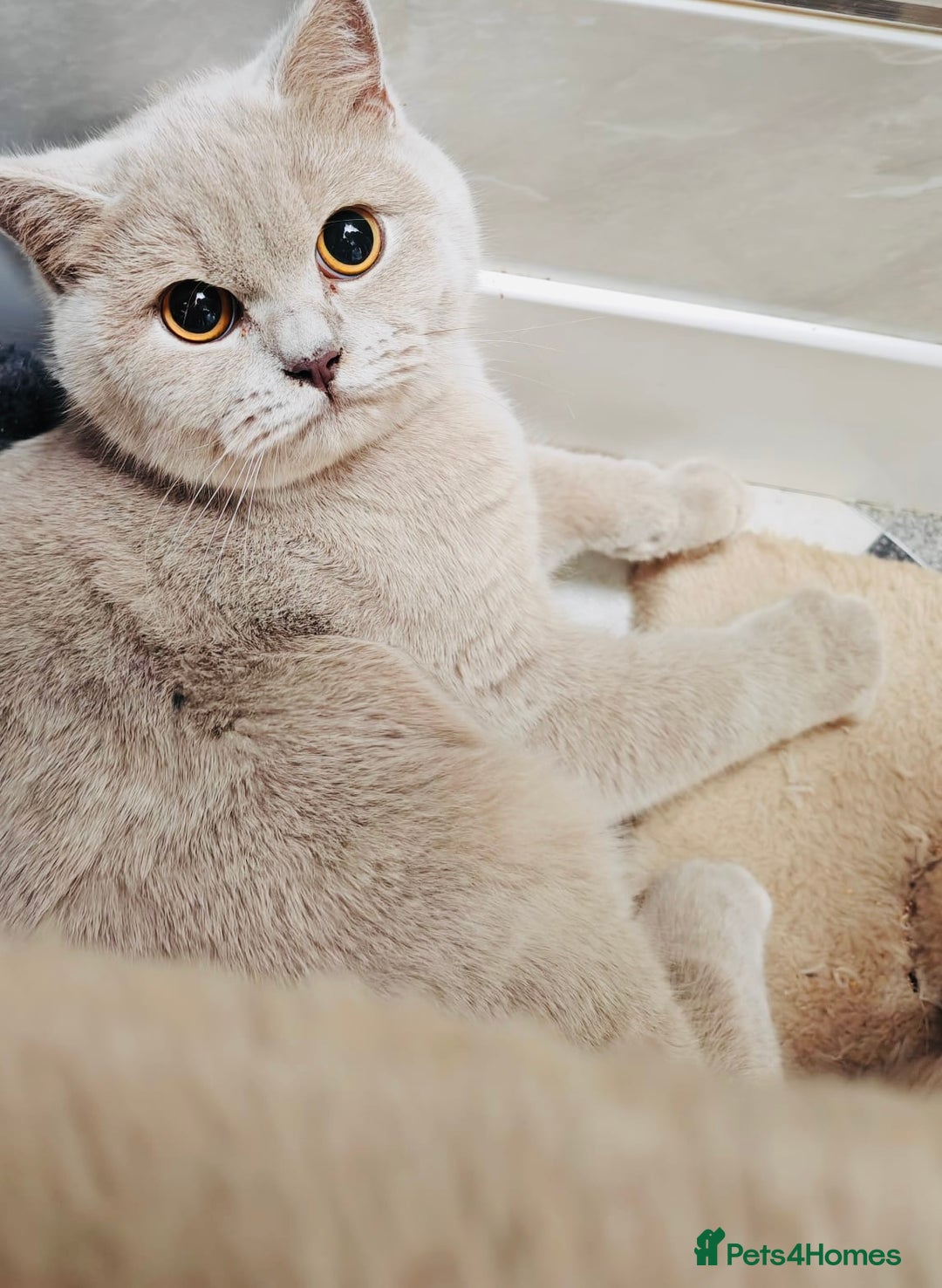 British Shorthair cats for sale: Female Lilac And Chocolate Point British Shorthair - Advert 8