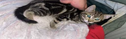 Mixed Breed cats for sale: Beautiful mixed kittens - Advert 4