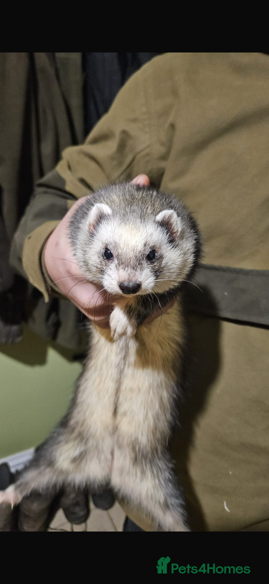 Ferret rodents for sale: 10 ferrets for rehome  - Advert 3