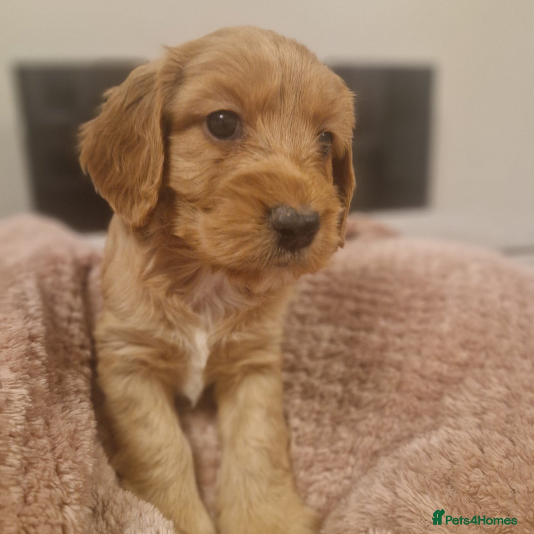 Cockapoo dogs for sale: 6 beautiful F2 cockapoos for sale!    - Advert 27