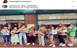 Cavapoo dogs for sale: Extensively Heslth Tested Cavapoo puppies  - Image 32