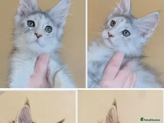 Maine Coon cats Championed Lined Registered Maine Coon Kitten - Advert 2