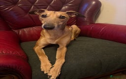 Whippet dogs for stud: Handsome Whippt x ItalianGreyhound Whiggy at stud  - Image 2