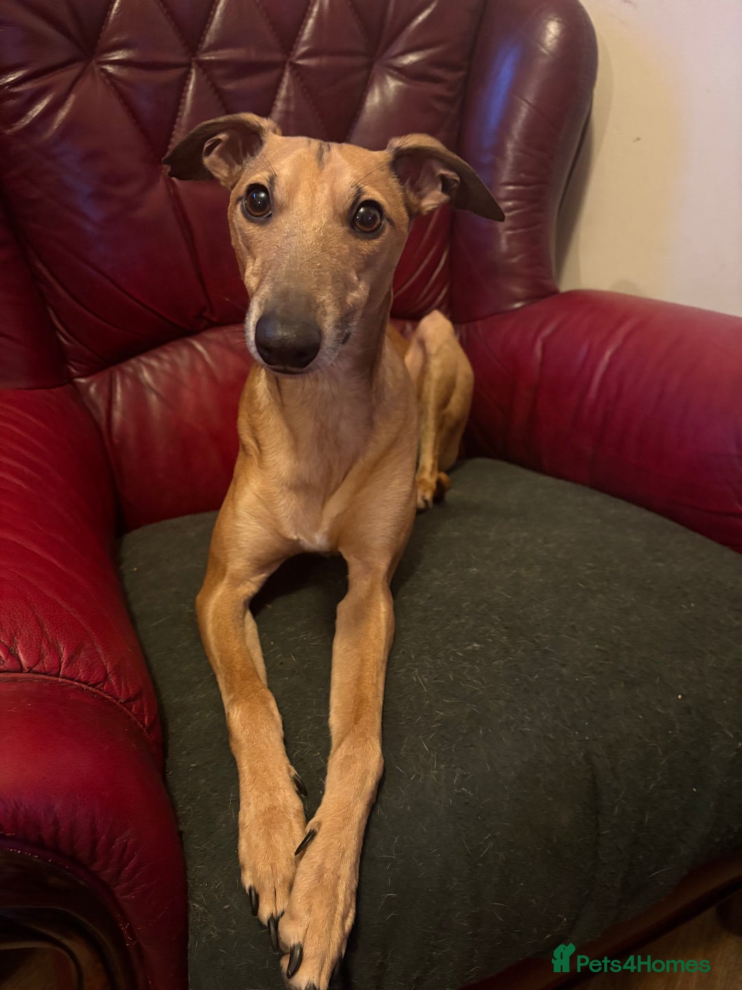 Whippet dogs for stud: Handsome Whippt x ItalianGreyhound Whiggy at stud  - Image 2