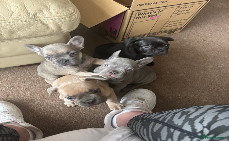 French Bulldog dogs - Advert 2