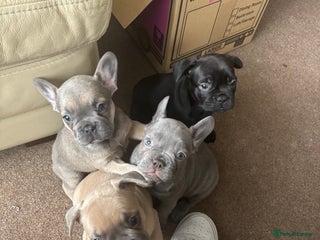 French Bulldog dogs - Advert 2