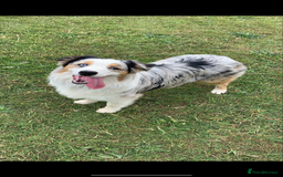 Australian Shepherd dogs for sale: Beautiful Australian Shepherd looking for new home - Image 1