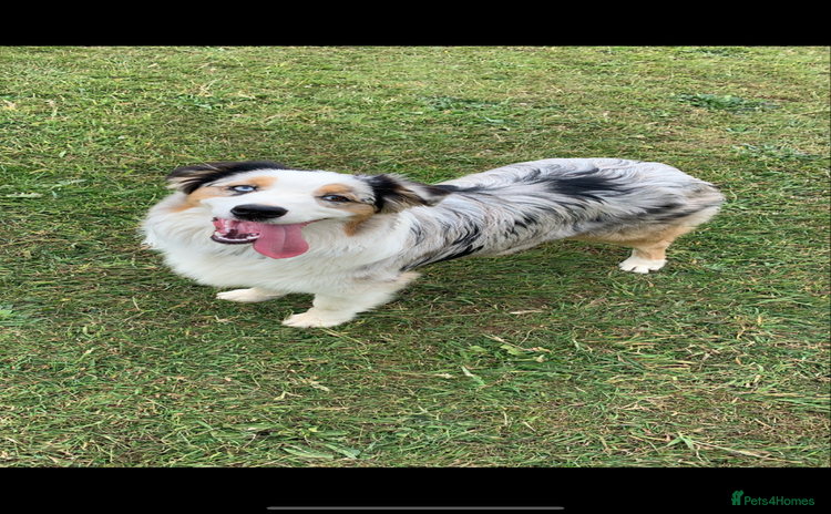 Australian Shepherd dogs - Advert 1