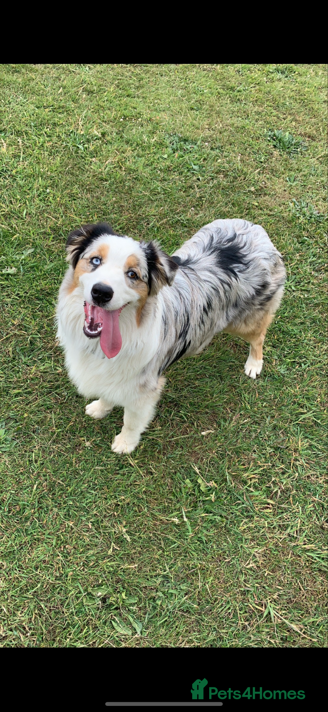 Australian Shepherd dogs for sale: Beautiful Australian Shepherd looking for new home - Image 1