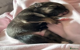 Shepsky dogs for sale: puppy’s for sale  - Image 2