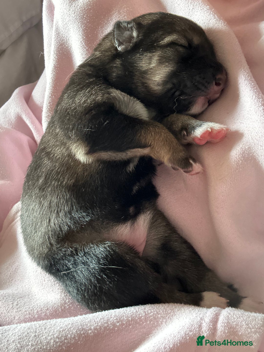 Shepsky dogs for sale: puppy’s for sale  - Image 2