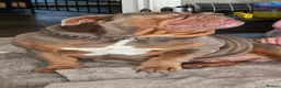 English Bulldog dogs for stud: English bulldog for stud - Advert 2