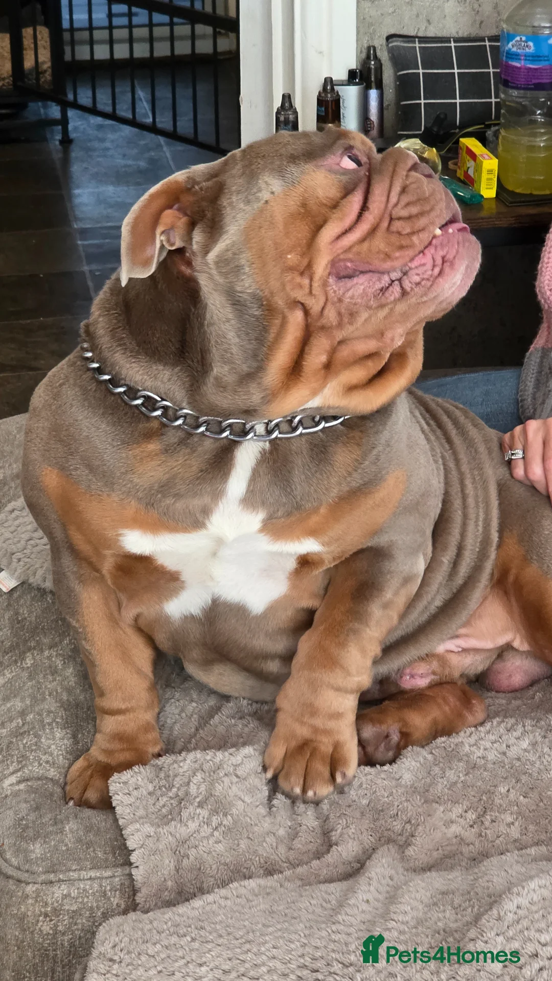 English Bulldog dogs for stud: English bulldog for stud - Advert 2