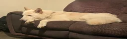 White Swiss Shepherd dogs for sale: WHITE shepherds. - Advert 6