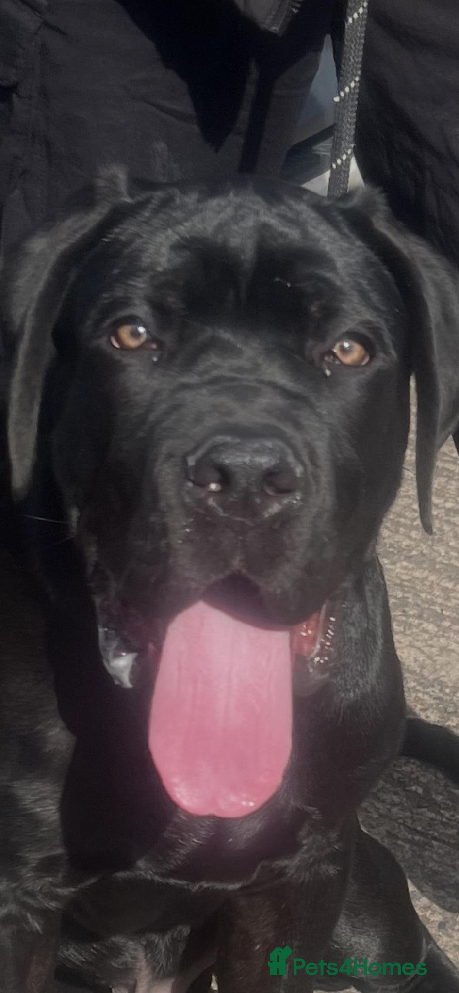Cane Corso dogs Stunning male cane corso 6 months old - Advert 6