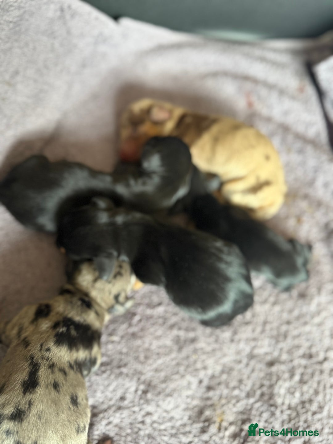 Dachshund dogs for sale: Litter of standard Dachshund  - Image 6