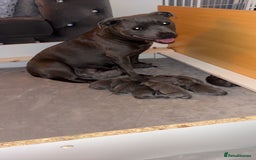 Staffordshire Bull Terrier dogs for sale: 💥READY TO LEAVE NOW 💥 PURE BLUE STAFFS PUPS🩵 in Barnsley - Image 2