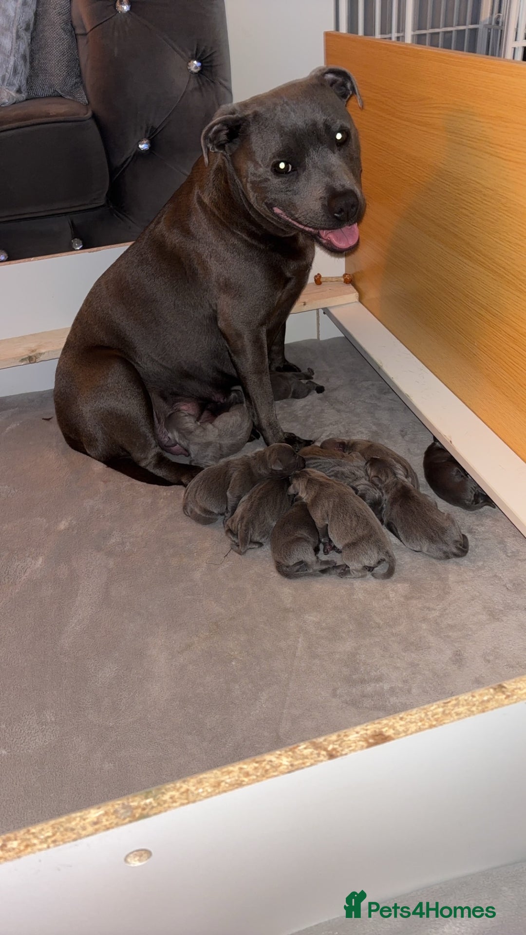 Staffordshire Bull Terrier dogs for sale: 💥READY TO LEAVE NOW 💥 PURE BLUE STAFFS PUPS🩵 in Barnsley - Image 2